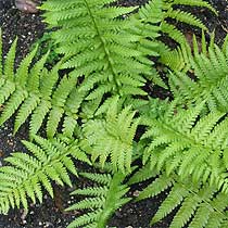 Male Fern (1 Gallon) - Excellent low-growing and shade loving perennial.