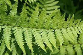 Male Fern (1 Gallon) - Excellent low-growing and shade loving perennial.