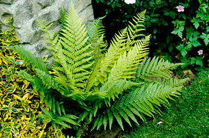 Male Fern (1 Gallon) - Excellent low-growing and shade loving perennial.