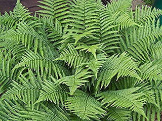 Male Fern (1 Gallon) - Excellent low-growing and shade loving perennial.