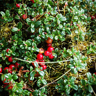 1 gal. Massachusetts Bearberry Kinnikinnick Shrub with Very Cold Hardy Bell Shaped Flowers and Red Berries