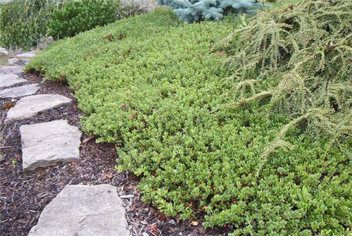 1 gal. Massachusetts Bearberry Kinnikinnick Shrub with Very Cold Hardy Bell Shaped Flowers and Red Berries