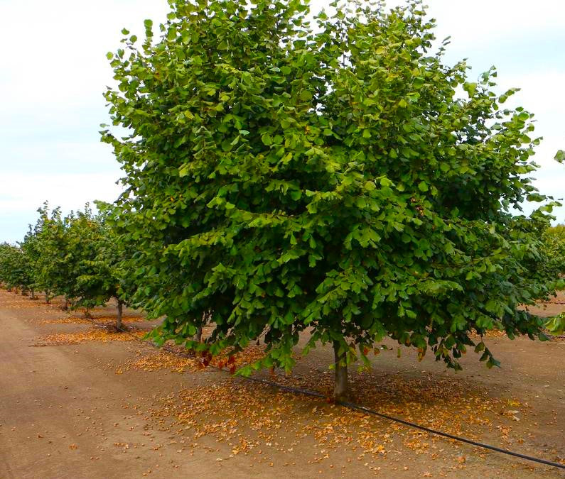 Countouring Filbert Tree What Is A Filbert Tree