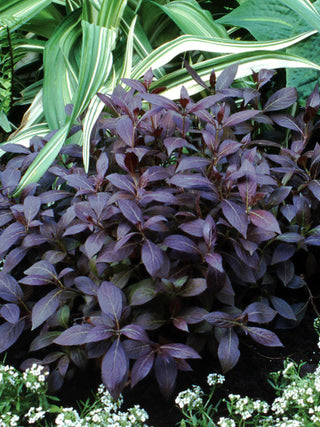 Midnight Wine Weigela (1 Gallon) - Unique dark-burgundy foliage with profusely blooming rose-pink flowers!