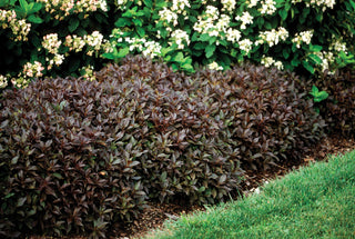 Midnight Wine Weigela (1 Gallon) - Unique dark-burgundy foliage with profusely blooming rose-pink flowers!