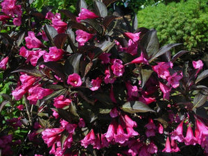 Midnight Wine Weigela (1 Gallon) - Unique dark-burgundy foliage with profusely blooming rose-pink flowers!