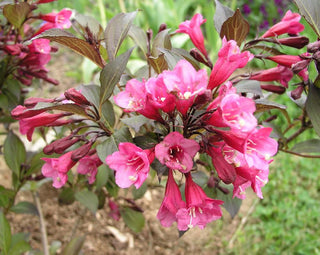 Midnight Wine Weigela (1 Gallon) - Unique dark-burgundy foliage with profusely blooming rose-pink flowers!