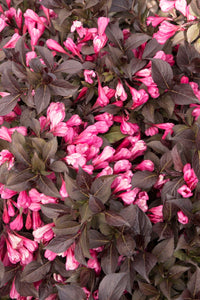Midnight Wine Weigela (1 Gallon) - Unique dark-burgundy foliage with profusely blooming rose-pink flowers!