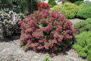 Minuet Weigela (1 Gallon) - Innumerable fragrant fuchsia-colored blossoms coat this dwarf shrub in early spring!