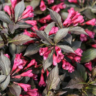 Minuet Weigela (1 Gallon) - Innumerable fragrant fuchsia-colored blossoms coat this dwarf shrub in early spring!