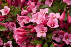 Minuet Weigela (1 Gallon) - Innumerable fragrant fuchsia-colored blossoms coat this dwarf shrub in early spring!