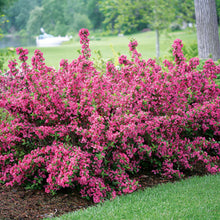 Minuet Weigela (1 Gallon) - Innumerable fragrant fuchsia-colored blossoms coat this dwarf shrub in early spring!