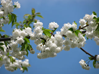 Mt. Fuji Flowering Cherry Tree - Large and graceful pure white cherry blossoms. (2 years old and 3-4 feet tall.)