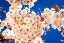 Mt. Fuji Flowering Cherry Tree - Large and graceful pure white cherry blossoms. (2 years old and 3-4 feet tall.)