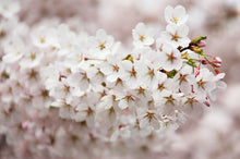 Mt. Fuji Flowering Cherry Tree - Large and graceful pure white cherry blossoms. (2 years old and 3-4 feet tall.)