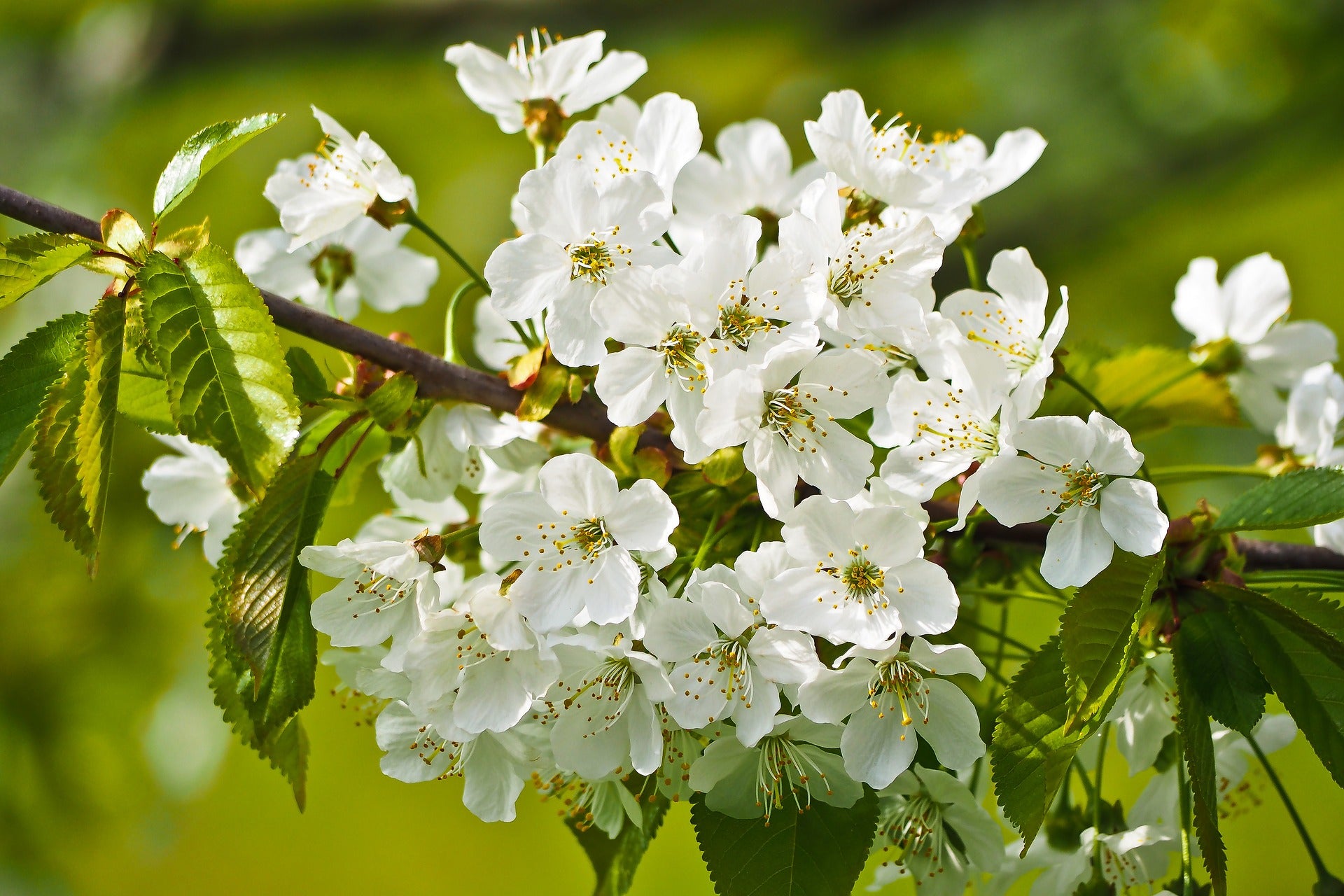 Mt. Fuji Flowering Cherry Tree - Large and graceful pure white ...