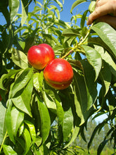 Red Gold Nectarine Tree - Deep red outside, sweet tangy flavor inside! (2 years old and 3-4 feet tall.)