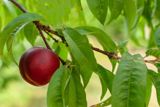 Red Gold Nectarine Tree - Deep red outside, sweet tangy flavor inside! (2 years old and 3-4 feet tall.)