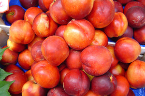 Red Gold Nectarine Tree - Deep red outside, sweet tangy flavor inside! (2 years old and 3-4 feet tall.)