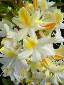 "Northern Hi-Lights" Azalea Shrub- Creamy-white blossoms splashed with yellow color! Cold hardy, deer-resistant, highly resilient. (1 Gallon Pot)