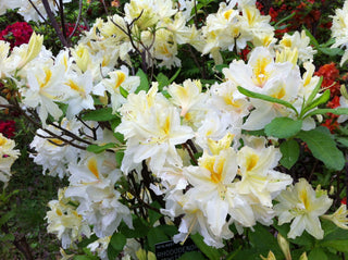 "Northern Hi-Lights" Azalea Shrub- Creamy-white blossoms splashed with yellow color! Cold hardy, deer-resistant, highly resilient. (1 Gallon Pot)