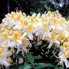 "Northern Hi-Lights" Azalea Shrub- Creamy-white blossoms splashed with yellow color! Cold hardy, deer-resistant, highly resilient. (1 Gallon Pot)