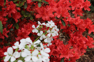 Nova Zembla Rhododendron Shrub (1 Gal) - Vibrant scarlet blossoms contrast beautifully against glossy evergreen foliage.