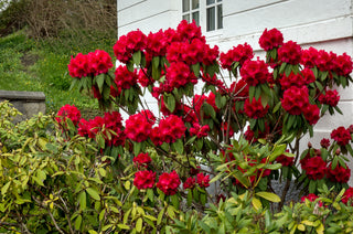 Nova Zembla Rhododendron Shrub (1 Gal) - Vibrant scarlet blossoms contrast beautifully against glossy evergreen foliage.