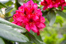 Nova Zembla Rhododendron Shrub (1 Gal) - Vibrant scarlet blossoms contrast beautifully against glossy evergreen foliage.