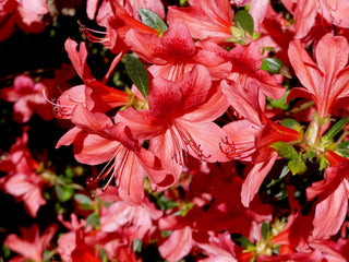 Nova Zembla Rhododendron Shrub (1 Gal) - Vibrant scarlet blossoms contrast beautifully against glossy evergreen foliage.