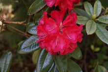 Nova Zembla Rhododendron Shrub (1 Gal) - Vibrant scarlet blossoms contrast beautifully against glossy evergreen foliage.