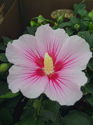 "Orchid Satin" Rose of Sharon Hibiscus (1 Gallon) - Huge, fragrant, lavender-pink flowers with a scarlet splash inside! Deer-resistant, drought-tolerant, hardy to -15°.