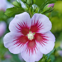 "Orchid Satin" Rose of Sharon Hibiscus (1 Gallon) - Huge, fragrant, lavender-pink flowers with a scarlet splash inside! Deer-resistant, drought-tolerant, hardy to -15°.