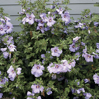 "Orchid Satin" Rose of Sharon Hibiscus (1 Gallon) - Huge, fragrant, lavender-pink flowers with a scarlet splash inside! Deer-resistant, drought-tolerant, hardy to -15°.