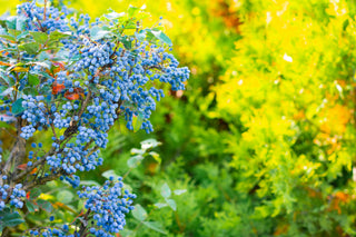 1 gal. Oregon Grape Holly Shrub with Glossy Evergreen Foliage, Vivid Red Fall Color, Yellow Flowers and Blue Fruit