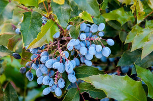 1 gal. Oregon Grape Holly Shrub with Glossy Evergreen Foliage, Vivid Red Fall Color, Yellow Flowers and Blue Fruit