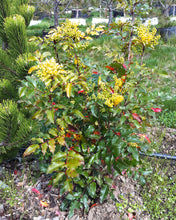 1 gal. Oregon Grape Holly Shrub with Glossy Evergreen Foliage, Vivid Red Fall Color, Yellow Flowers and Blue Fruit