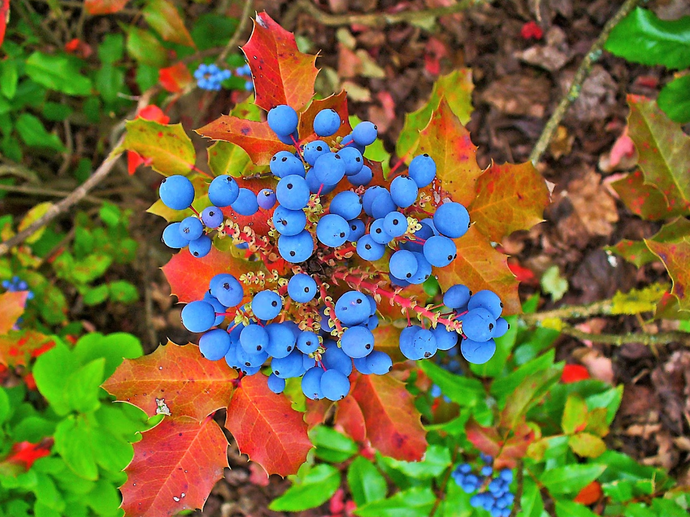 Oregon online grape holly