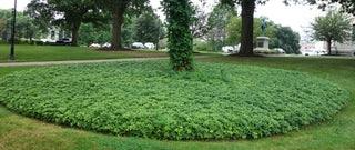 1 gal. Japanese Pachysandra Shrub with Dense Groundcover Carpet of Dark Green Foliage