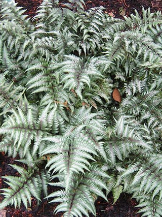 Metallicum Japanese Painted Fern (1 Gallon) - Shiny silver edges give way to a dark green in the center of these fronds! Bi-Colored, Cold Hardy, Deer and Pest-Resistant