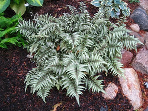 Metallicum Japanese Painted Fern (1 Gallon) - Shiny silver edges give way to a dark green in the center of these fronds! Bi-Colored, Cold Hardy, Deer and Pest-Resistant