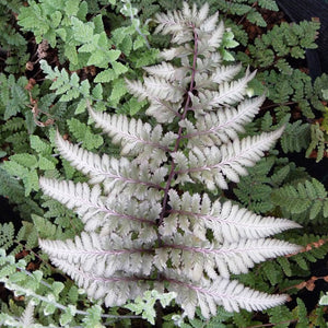 Metallicum Japanese Painted Fern (1 Gallon) - Shiny silver edges give way to a dark green in the center of these fronds! Bi-Colored, Cold Hardy, Deer and Pest-Resistant
