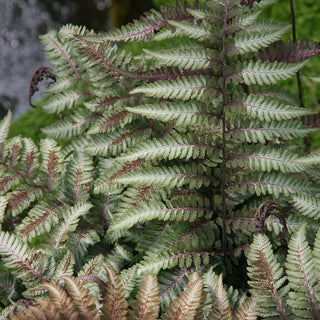 Metallicum Japanese Painted Fern (1 Gallon) - Shiny silver edges give way to a dark green in the center of these fronds! Bi-Colored, Cold Hardy, Deer and Pest-Resistant