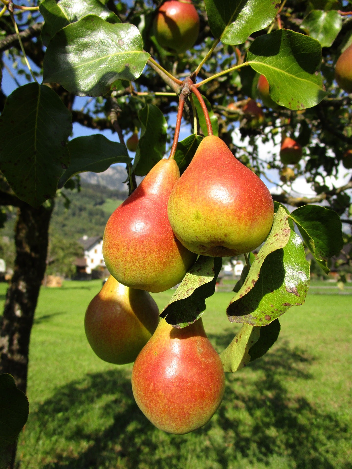 4-in-1 Pear Jubilee Tree - Different pear varieties grow on each limb ...