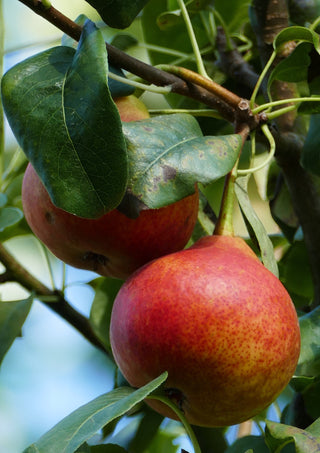 Double Pear Twist Tree - 2 varieties of pears growing on 1 tree! (2 years old and 3-4 feet tall.)