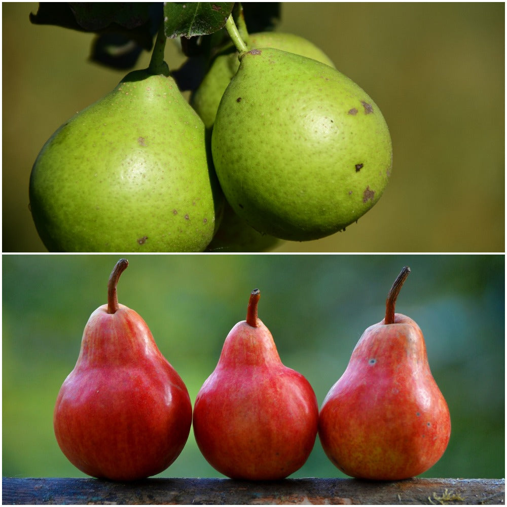 Double Pear Twist Tree - 2 varieties of pears growing on 1 tree! (2 ye ...