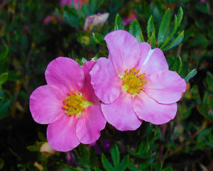Pink Beauty Potentilla Shrub (1 Gal)- Numerous coral-pink flowers add a simply beautiful depth to landscapes.