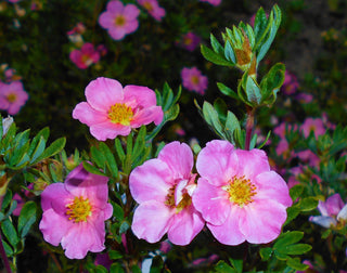 Pink Beauty Potentilla Shrub (1 Gal)- Numerous coral-pink flowers add a simply beautiful depth to landscapes.