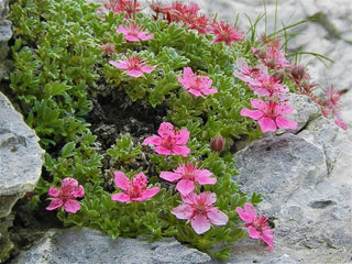 Pink Beauty Potentilla Shrub (1 Gal)- Numerous coral-pink flowers add a simply beautiful depth to landscapes.