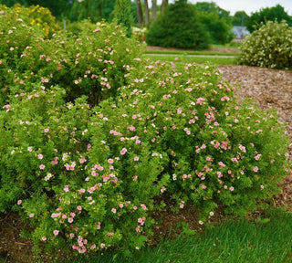 Pink Beauty Potentilla Shrub (1 Gal)- Numerous coral-pink flowers add a simply beautiful depth to landscapes.